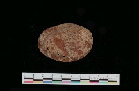 藏品(九孔螺)的圖片